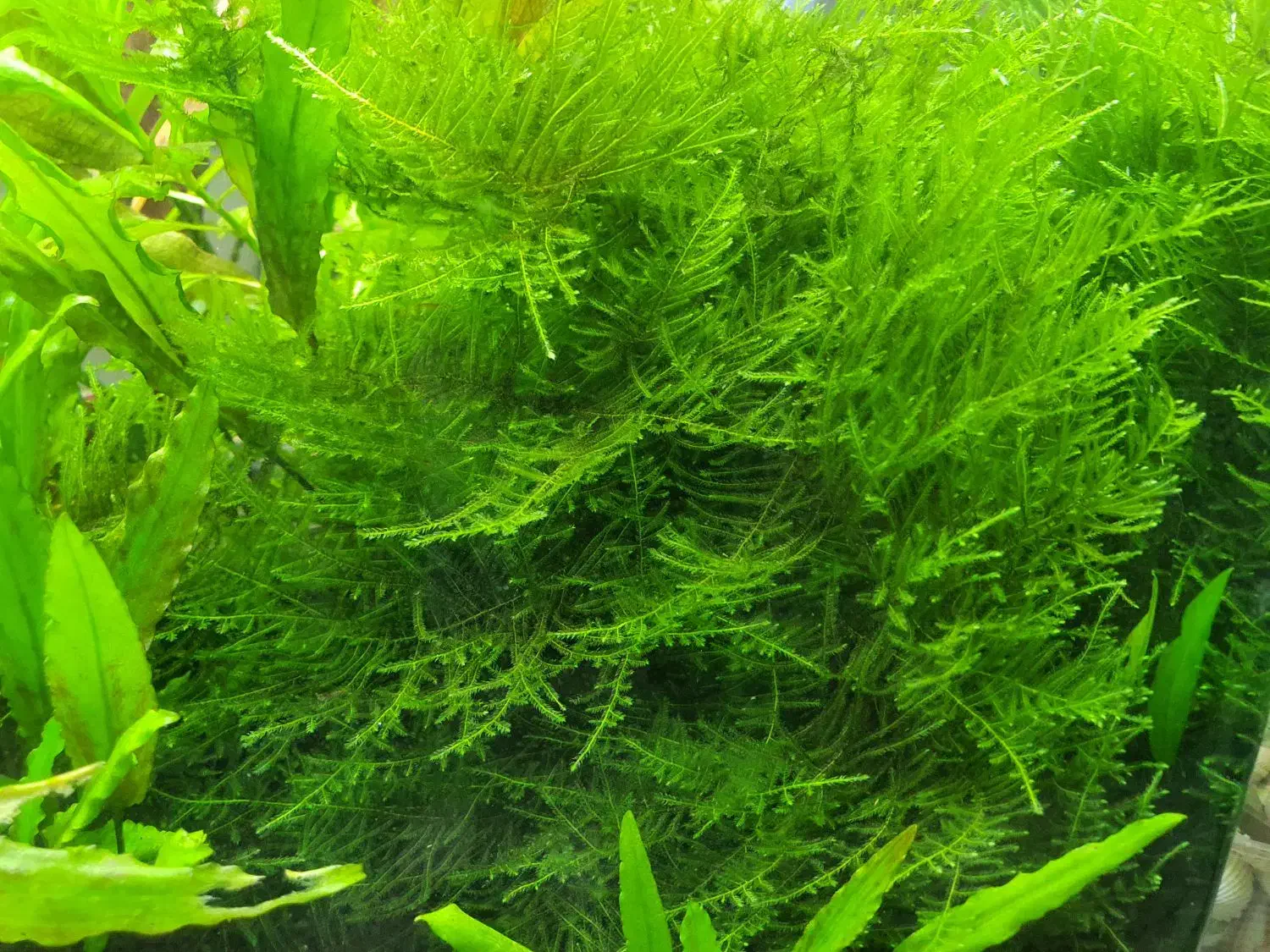 خزه کریسمس|ماهی|شیراز, تندگویان|دیوار