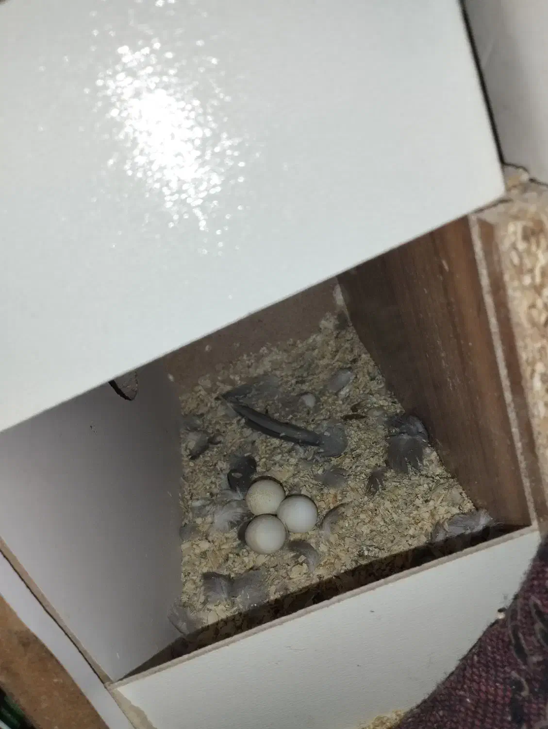 عروسی هلندی جفت و تک جفت مرغ عشق معاوضه دارم|پرنده|مشهد, شهید بهشتی|دیوار