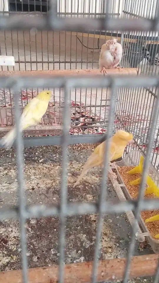 یک جفت قناری لیموی|پرنده|قشم, |دیوار