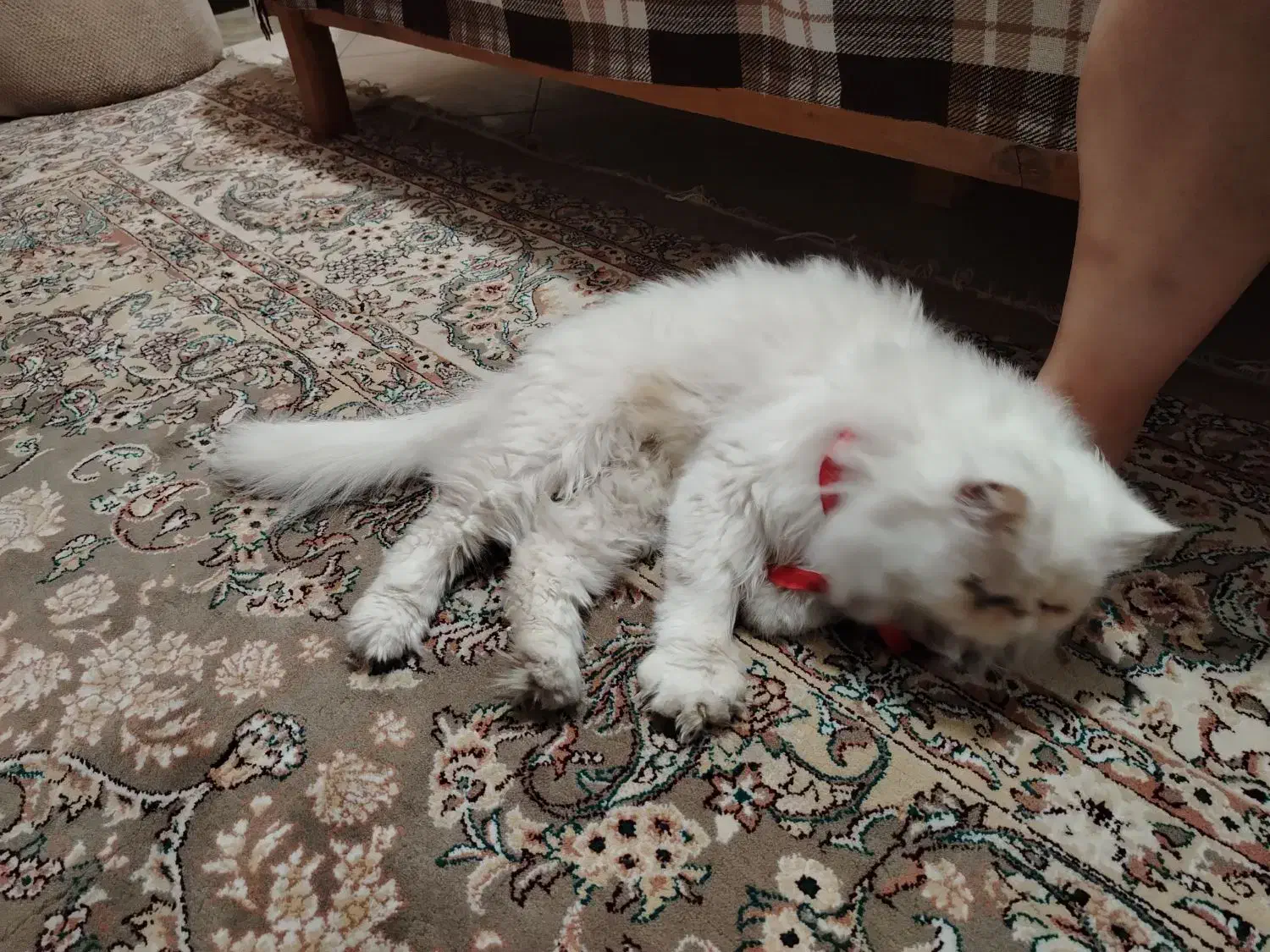 واگذاری گربه پرشین|گربه|کرج, عظیمیه|دیوار