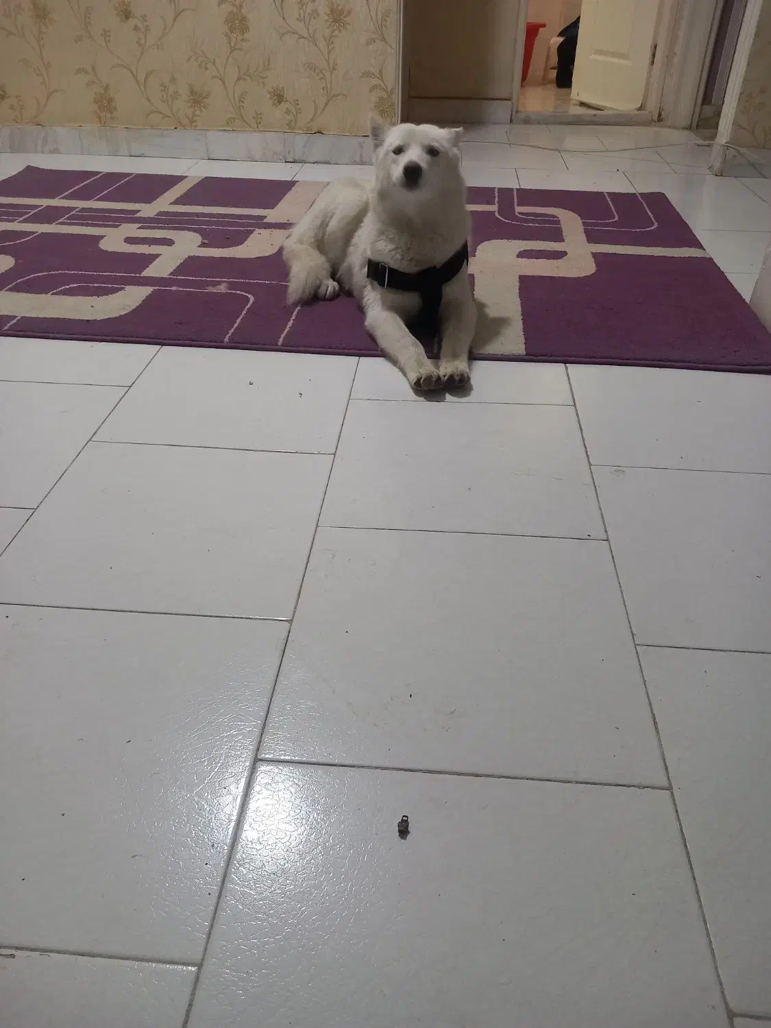 توله هاسکی ۵ ماه رایگان|سگ|کرج, باغستان|دیوار