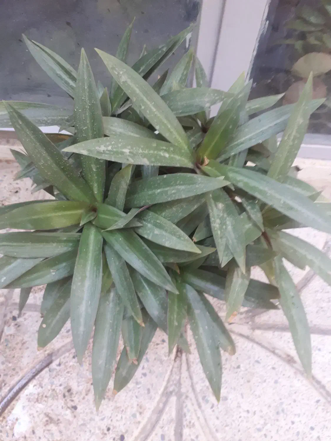 حراج گلهای آپارتمانی|گل و گیاه طبیعی|قزوین, |دیوار