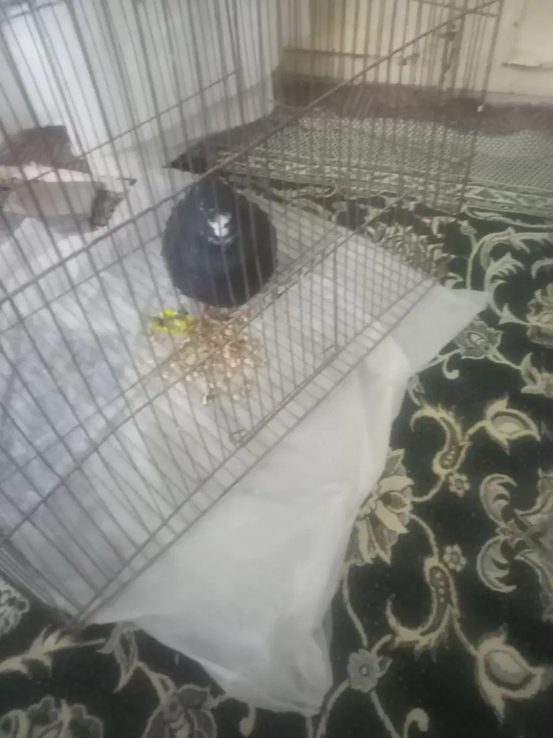 قفس. فروشی|لوازم جانبی حیوانات|فیروزه, |دیوار