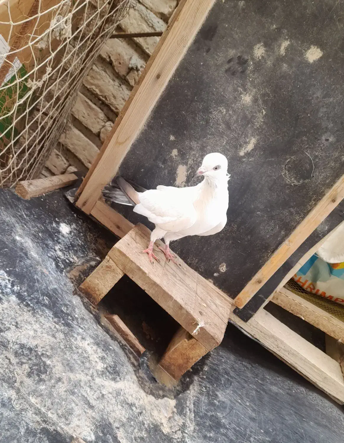 کبوتر پرشی کله|پرنده|گمیشان, |دیوار