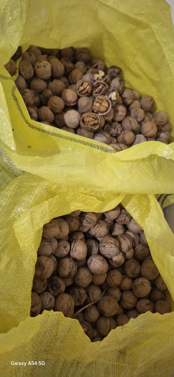 توجه گردوی امسال به شرط خوشمزگی بدون شیمیایی|خوردنی و آشامیدنی|میاندوآب, |دیوار