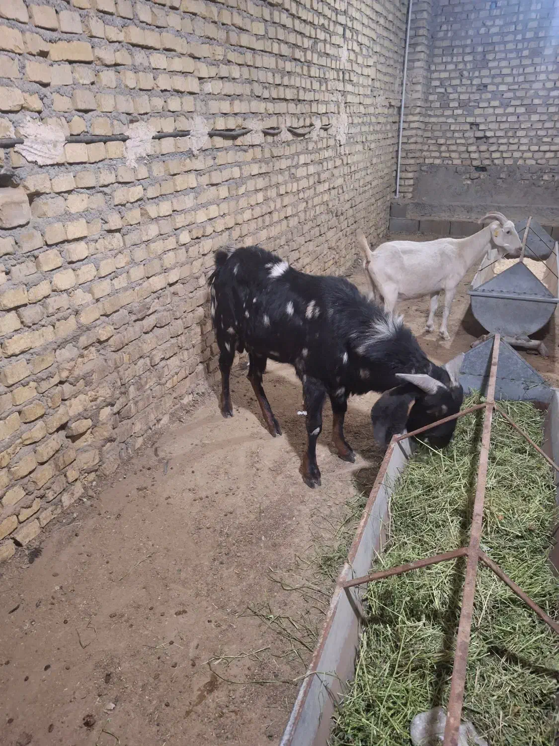 یکی نربز پاکستانی اصل یک سالونیمه خیلی شروروزن75|حیوانات مزرعه|مهریز, |دیوار