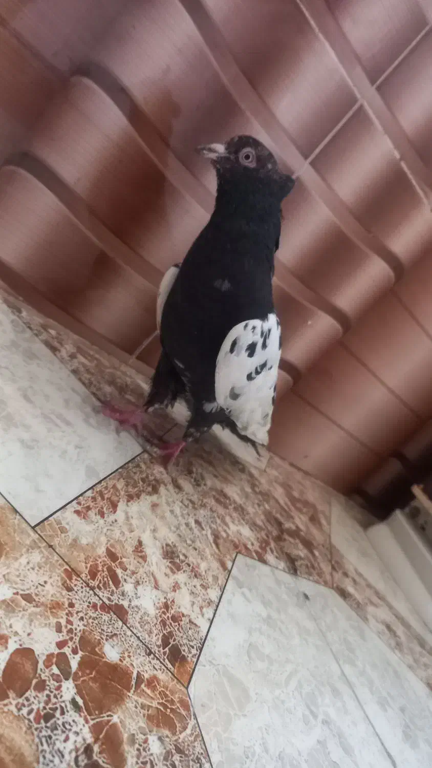 کفتر کبوتر  صید|پرنده|مشهد, کارمندان دوم|دیوار