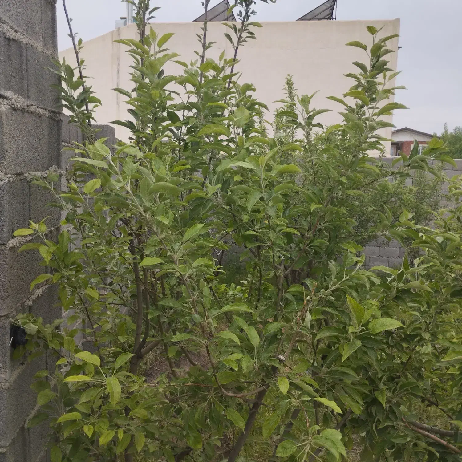 باغ ۴۰۰متر رامجین|فروش دفتر صنعتی، کشاورزی، تجاری|رامجین, |دیوار