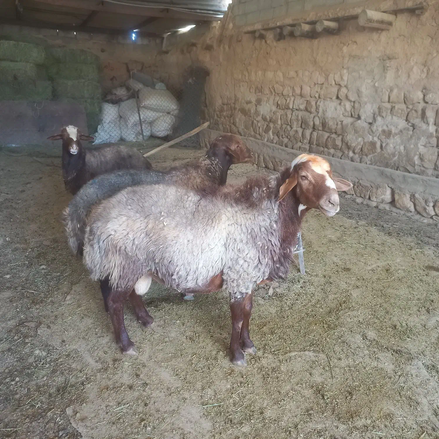 دو عدد شک ورن داشتی|حیوانات مزرعه|کوهدشت, |دیوار