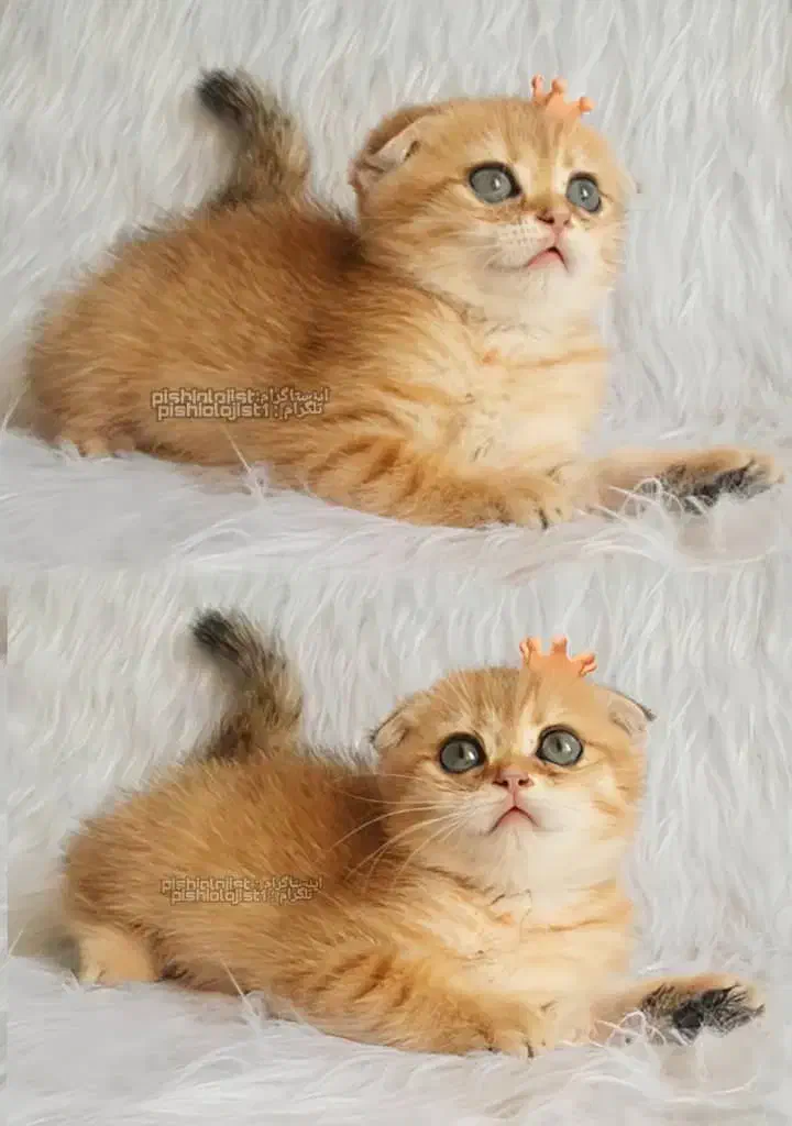 بچه گربه های پرشین اسکاتیش بریتیش زیبا|گربه|آبادان, |دیوار