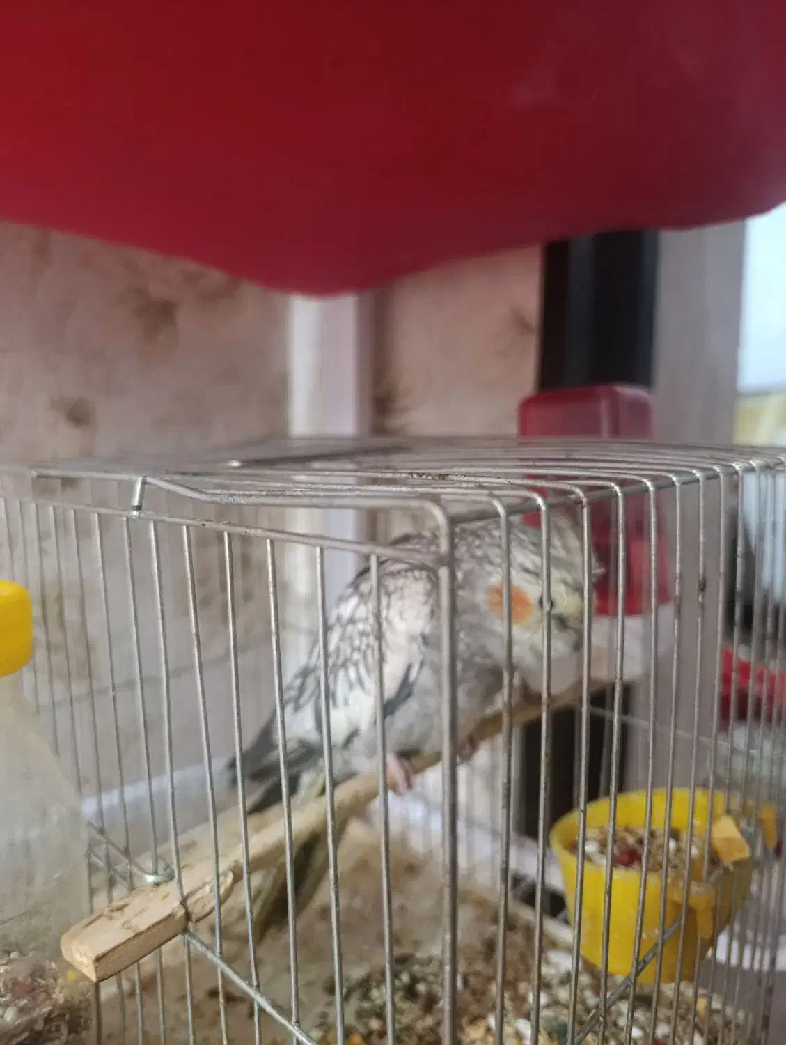 عروس هلندی خوشگل|پرنده|ارومیه, |دیوار