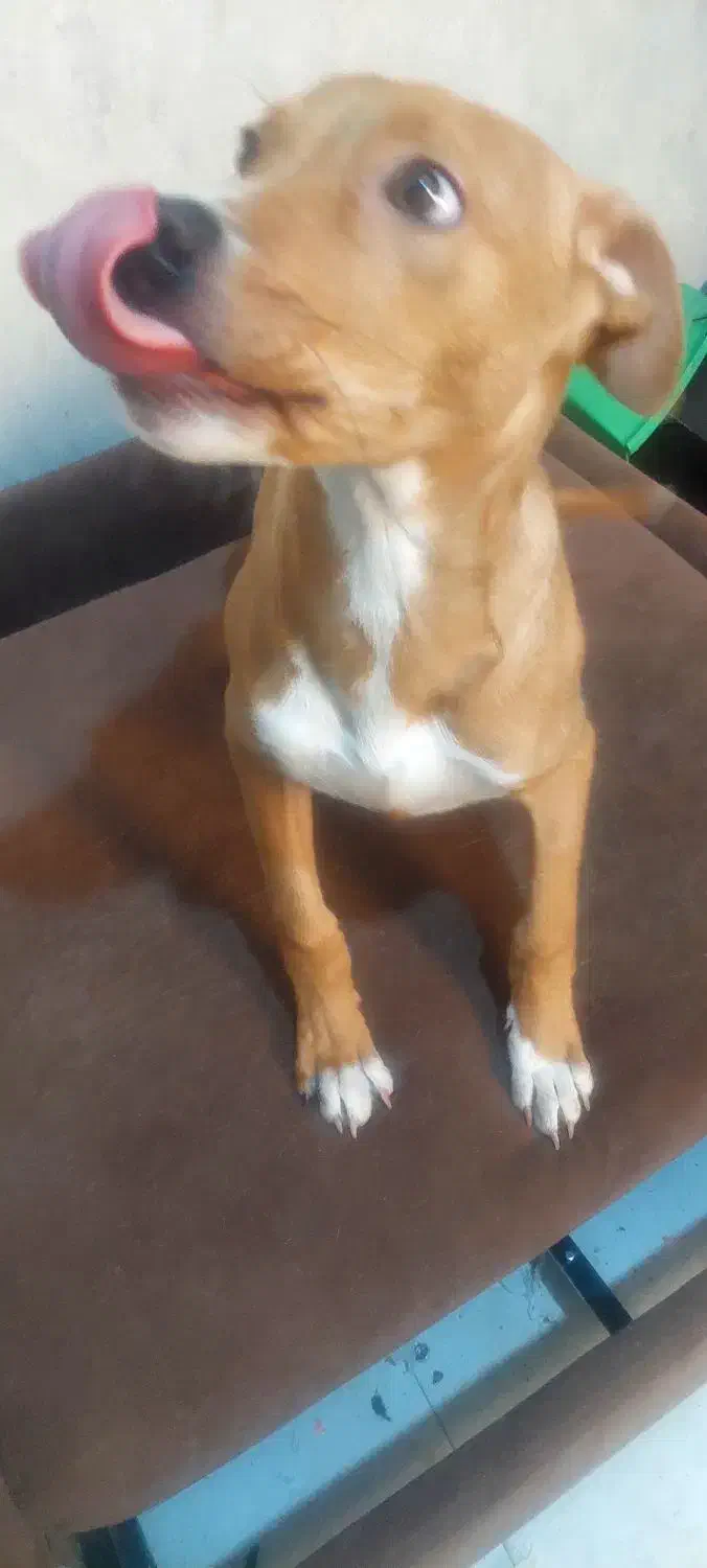 توله سگ پیت پول|سگ|تهران, بریانک|دیوار