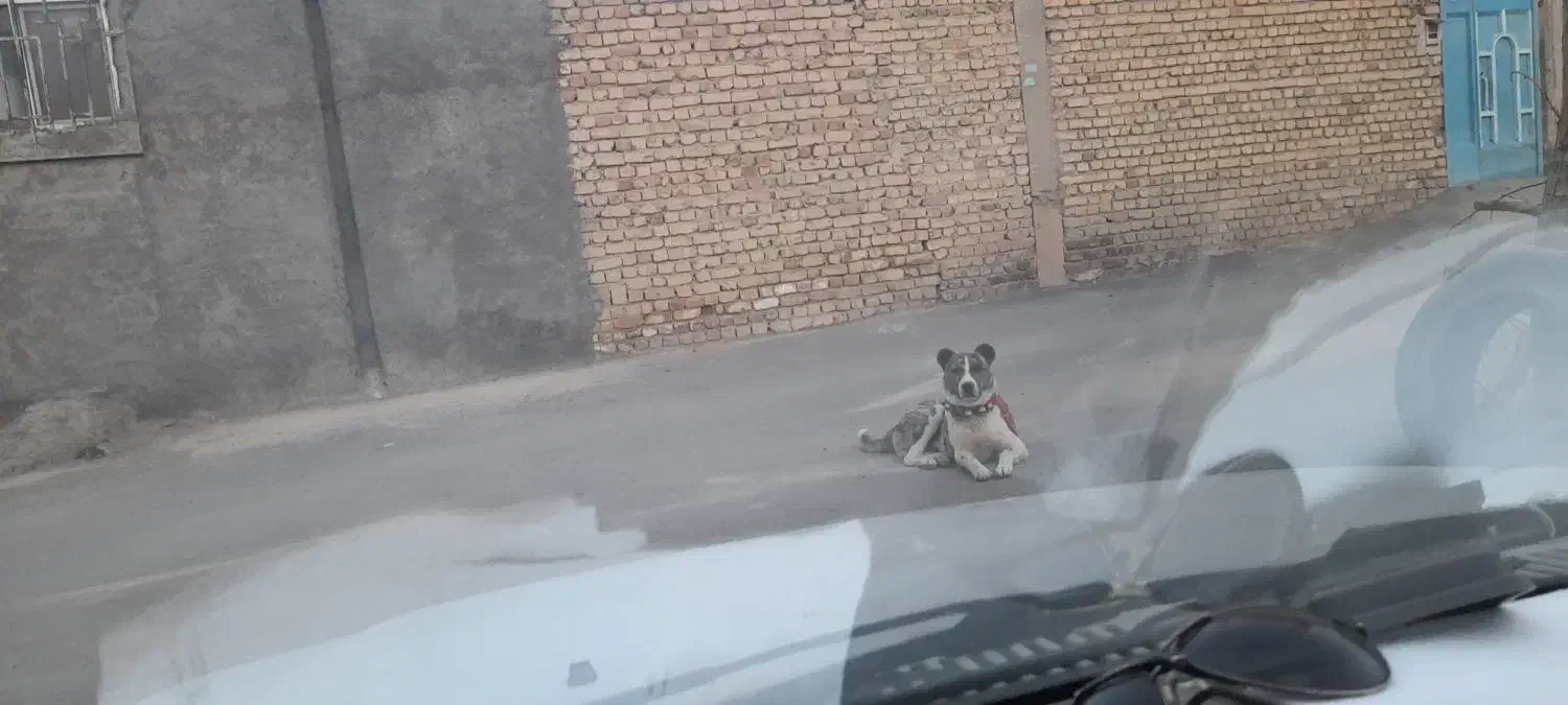 فروش سگ نگهبان|سگ|پیر بکران, |دیوار