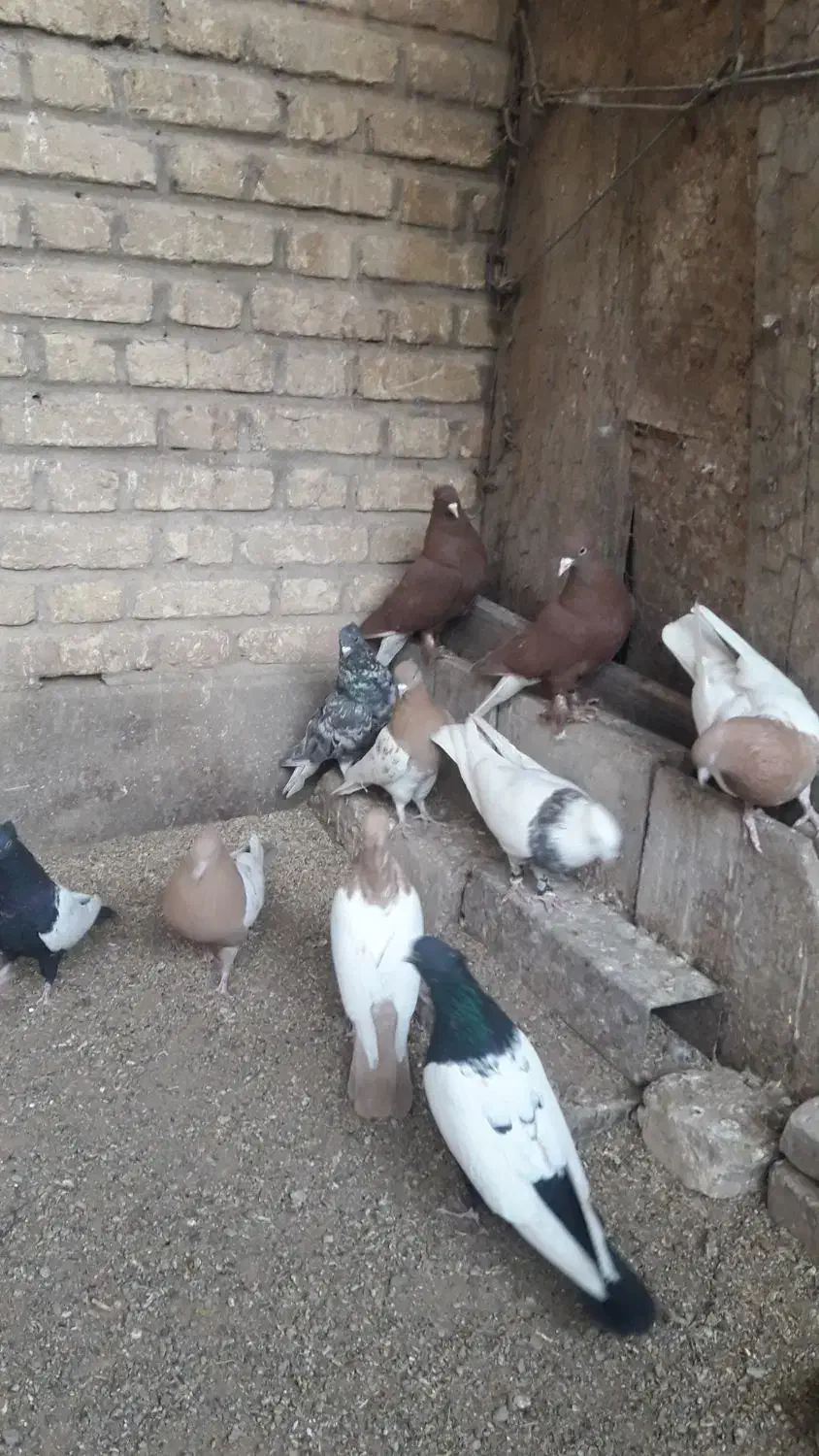 ۲ تا دسته کفتری رنگی و پلاکی|پرنده|آباده, |دیوار