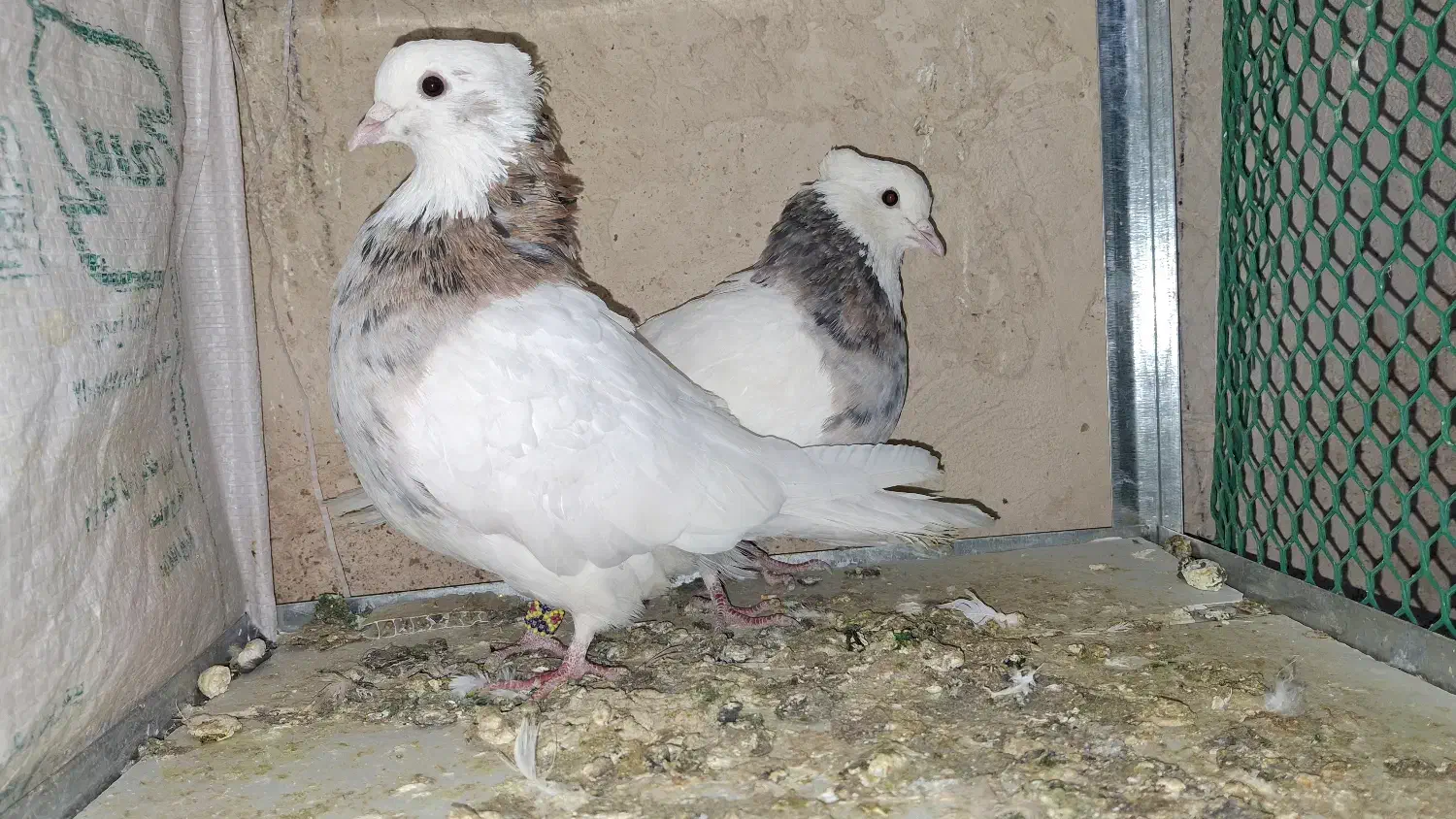 طوقی|پرنده|نورآباد, |دیوار