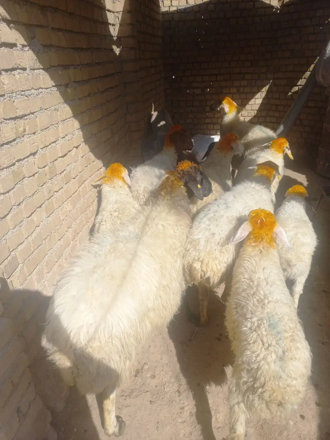 میش بره|حیوانات مزرعه|فیروزآباد (لرستان), |دیوار