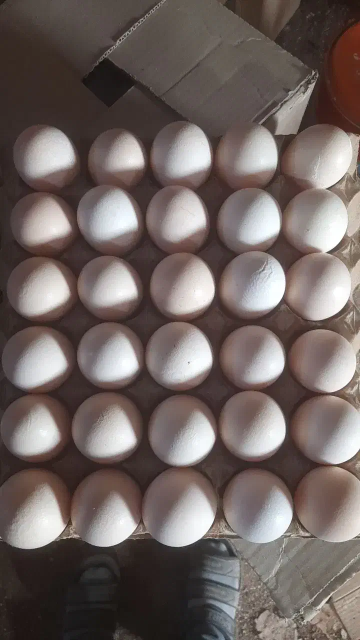 تخممرغ محلی به قیمت تخممرغ روز 8تومن|خوردنی و آشامیدنی|نقده, |دیوار