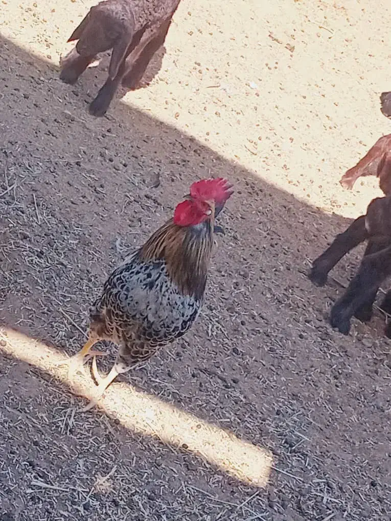 خروس|حیوانات مزرعه|رامشیر, |دیوار