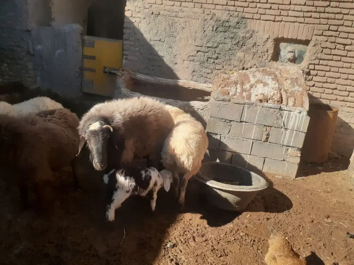 قوچ هترو|حیوانات مزرعه|فردوس (خراسان), |دیوار