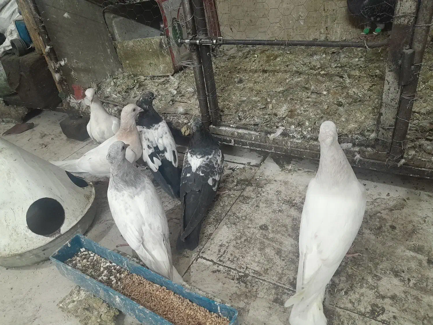 جوجه کله الماسی .سینه .سار|پرنده|مشهد, کوی المهدی|دیوار