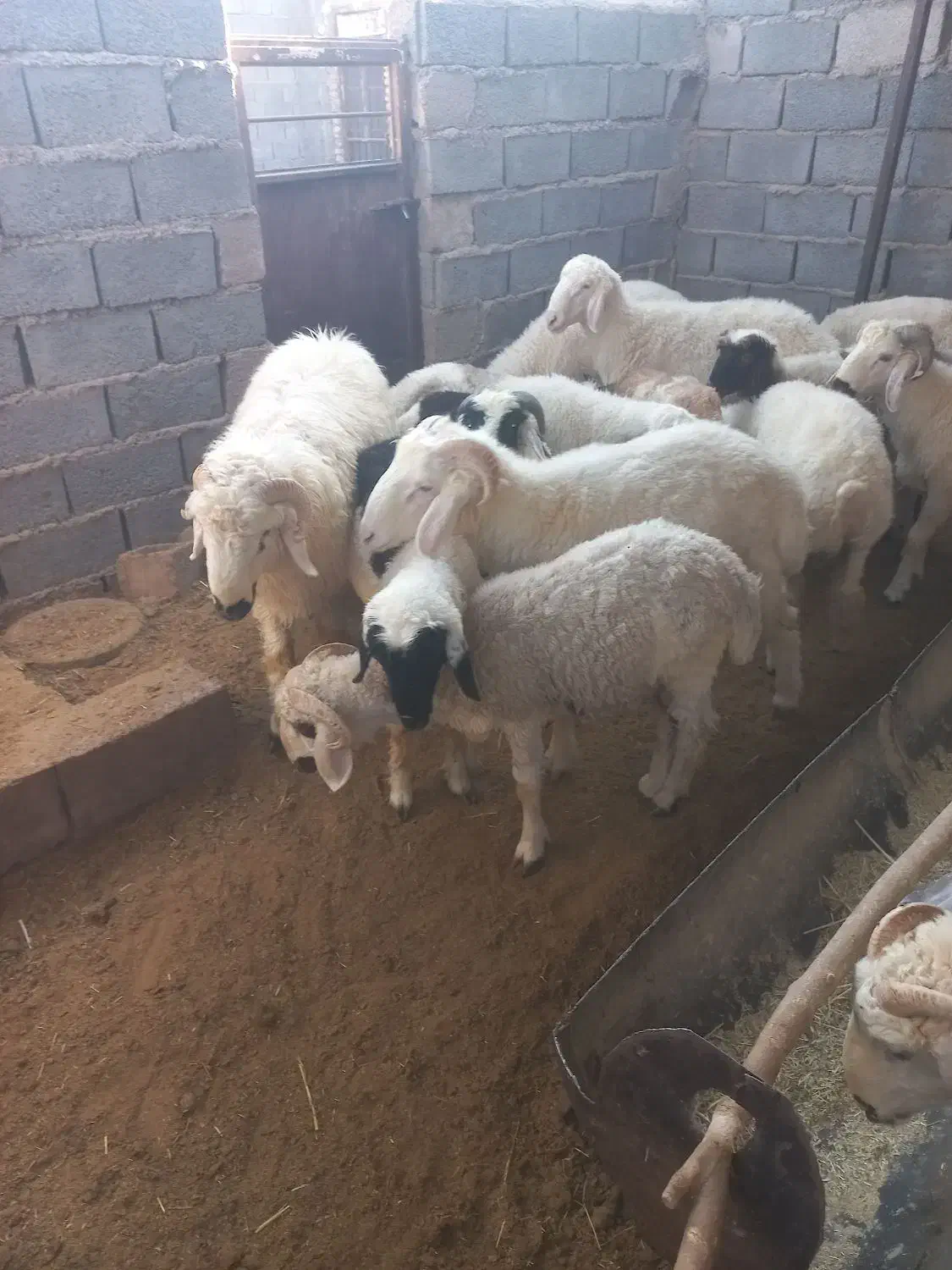 بره نر|حیوانات مزرعه|رفسنجان, |دیوار