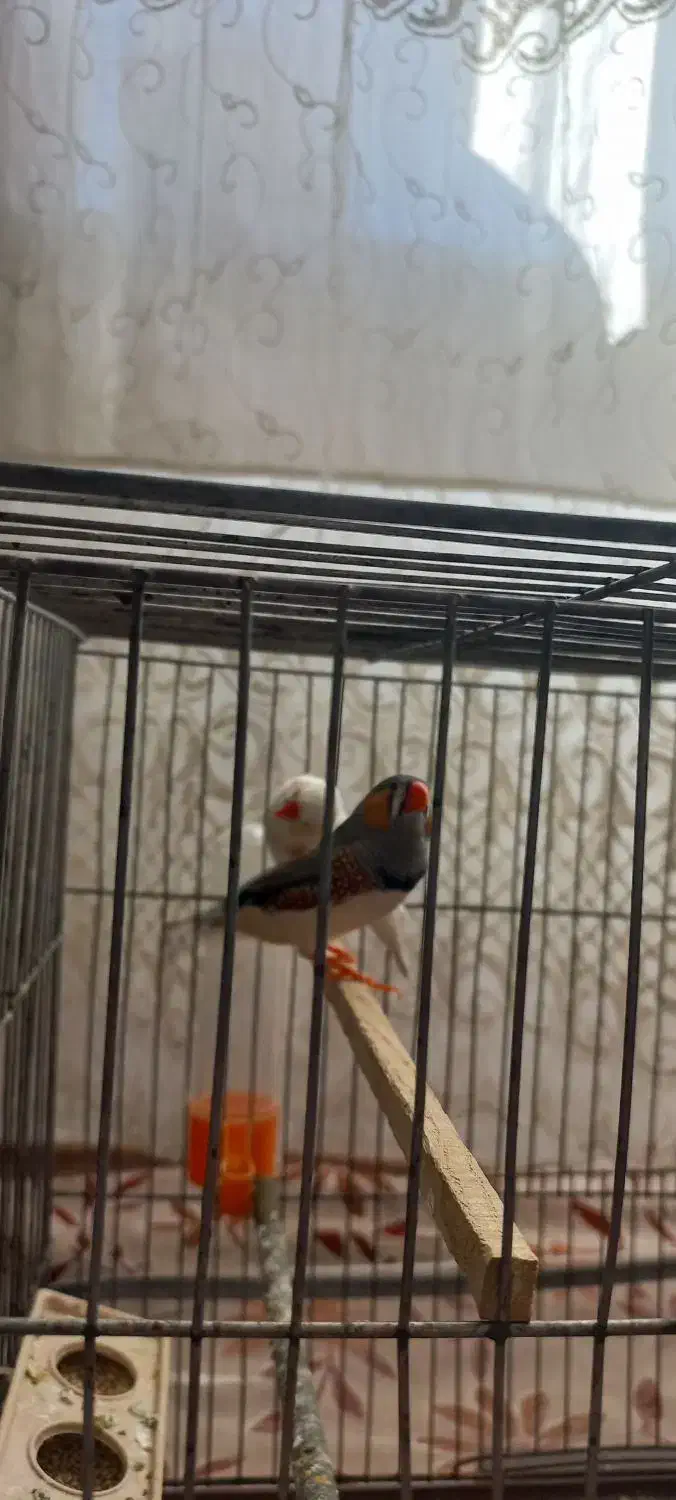 یک جفت فنج|پرنده|تبریز, |دیوار