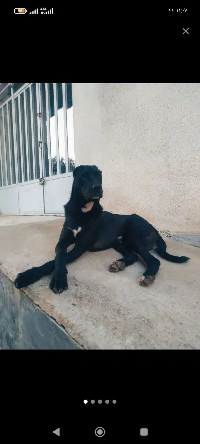 سگ قره سرابی نر گله ای|سگ|طرقبه, |دیوار