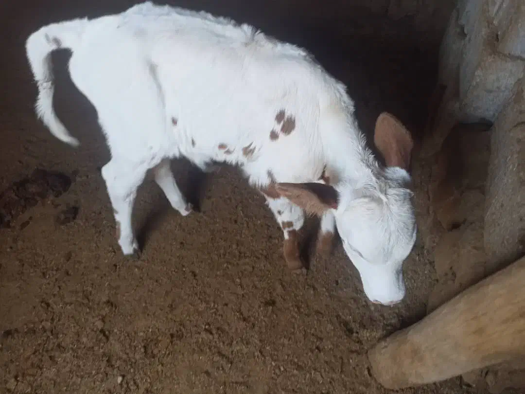 گاو شیری|حیوانات مزرعه|سیرجان, |دیوار