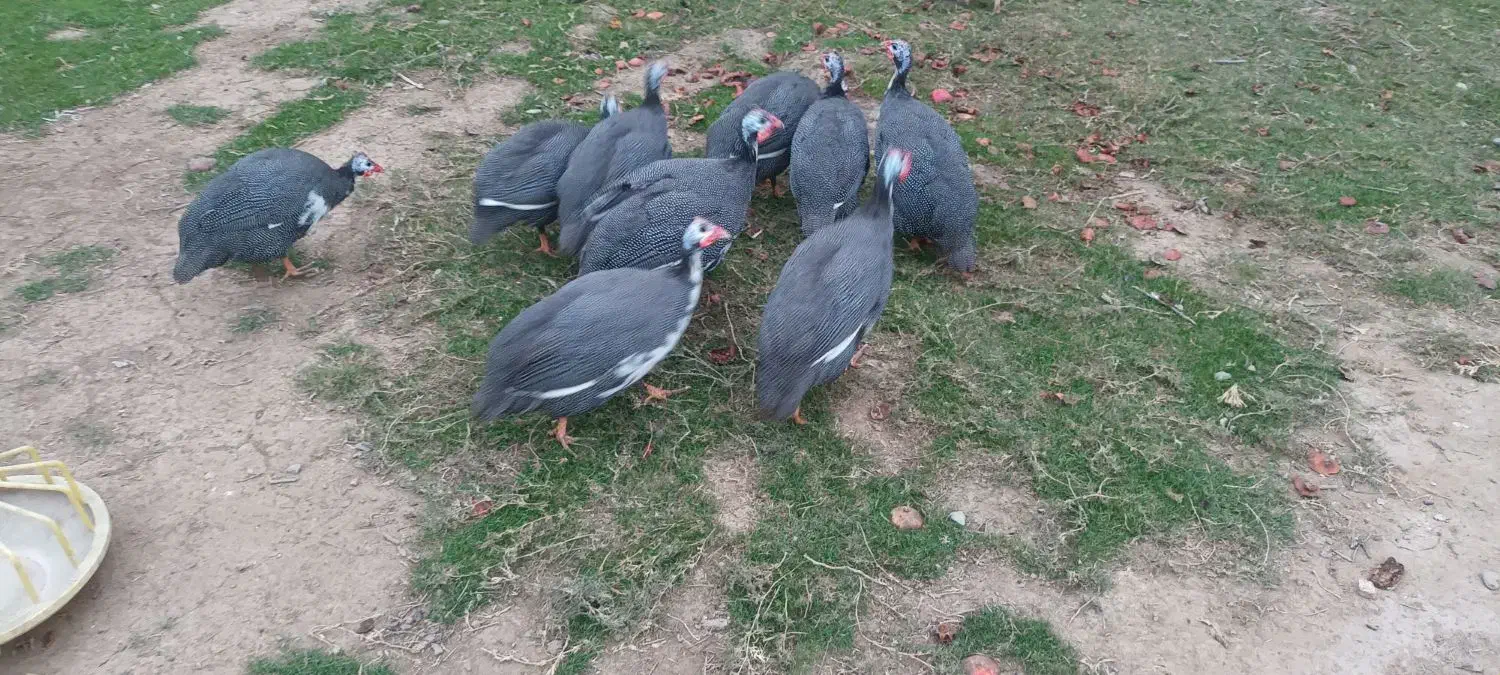 مرغ شاخدار|حیوانات مزرعه|گمیشان, |دیوار