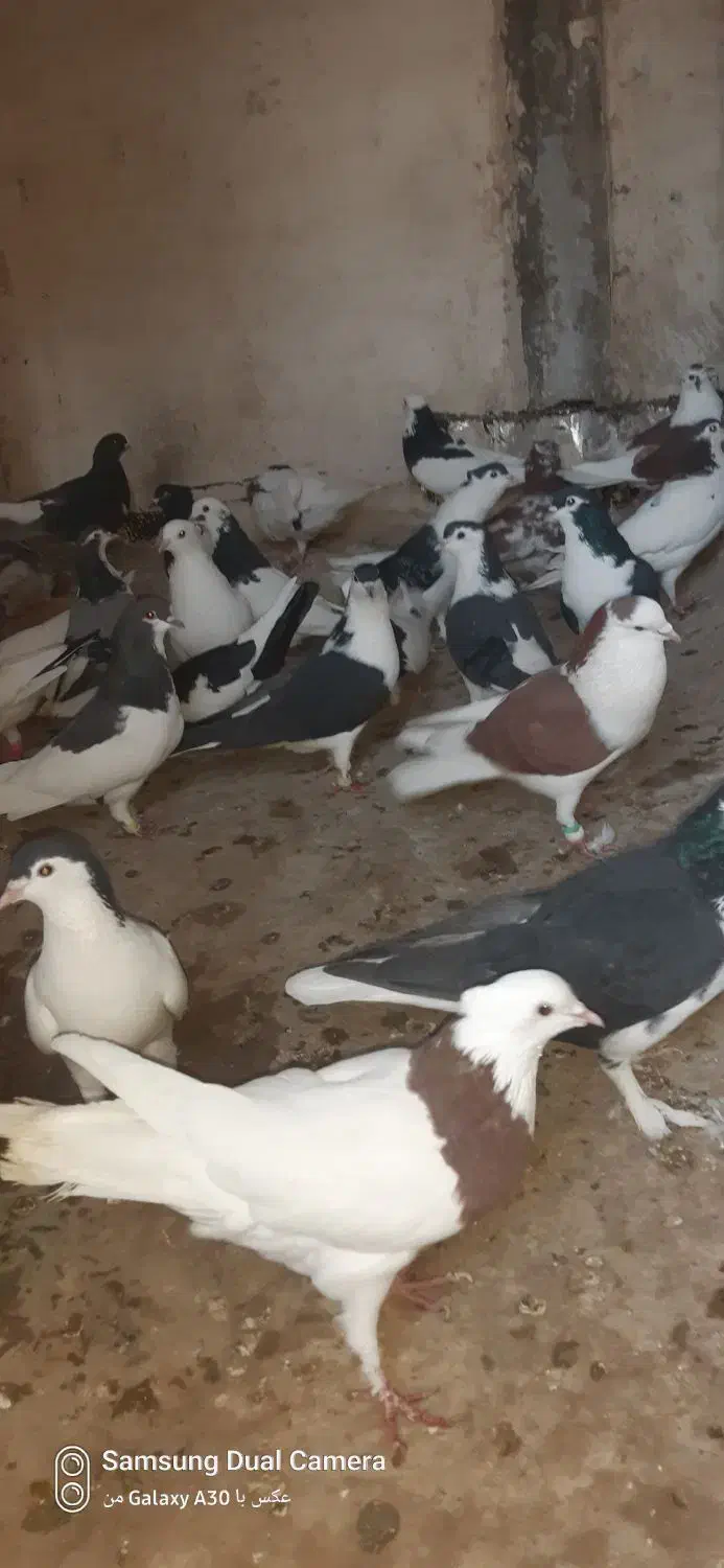 کبوتررنگی|پرنده|قم, شهرک سازمان آب|دیوار