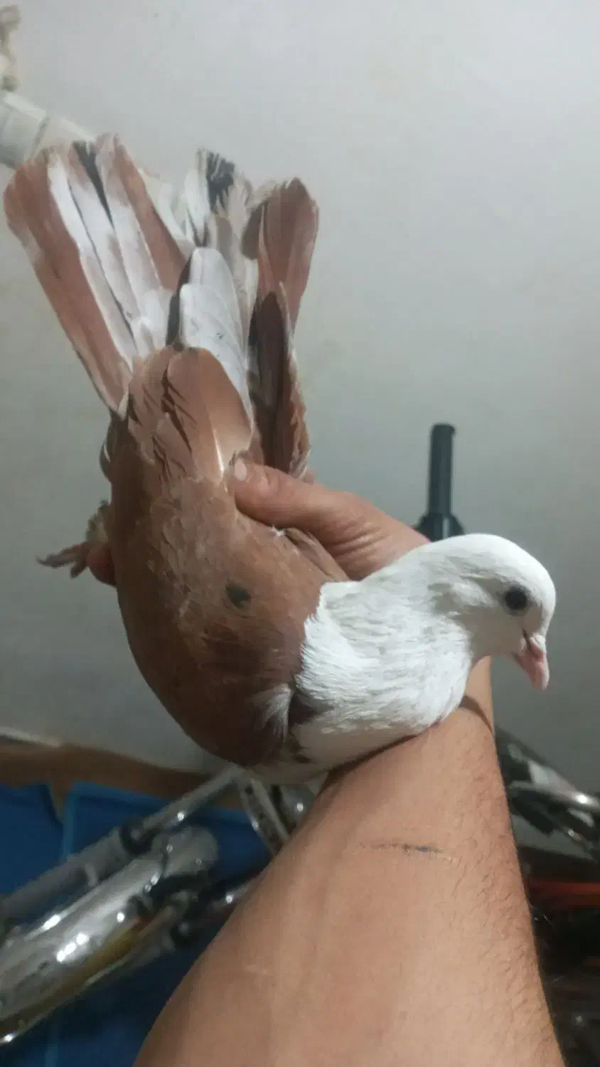 رنگی|پرنده|مسجد سلیمان, |دیوار