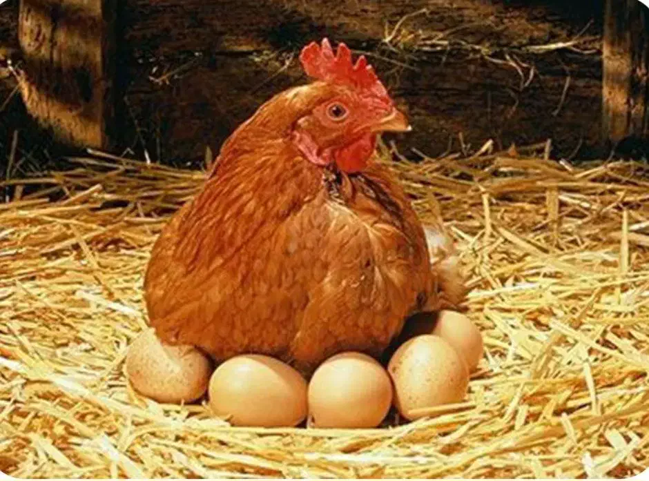فروش مرغ تخم گذار|حیوانات مزرعه|شیراز, انجیره|دیوار