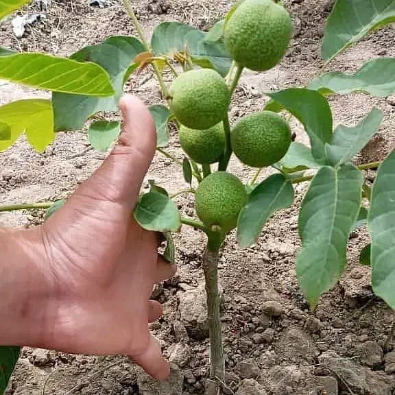 انواع نهال های میوه و....زود بازده|خدمات باغبانی و درختکاری|تاکستان, |دیوار