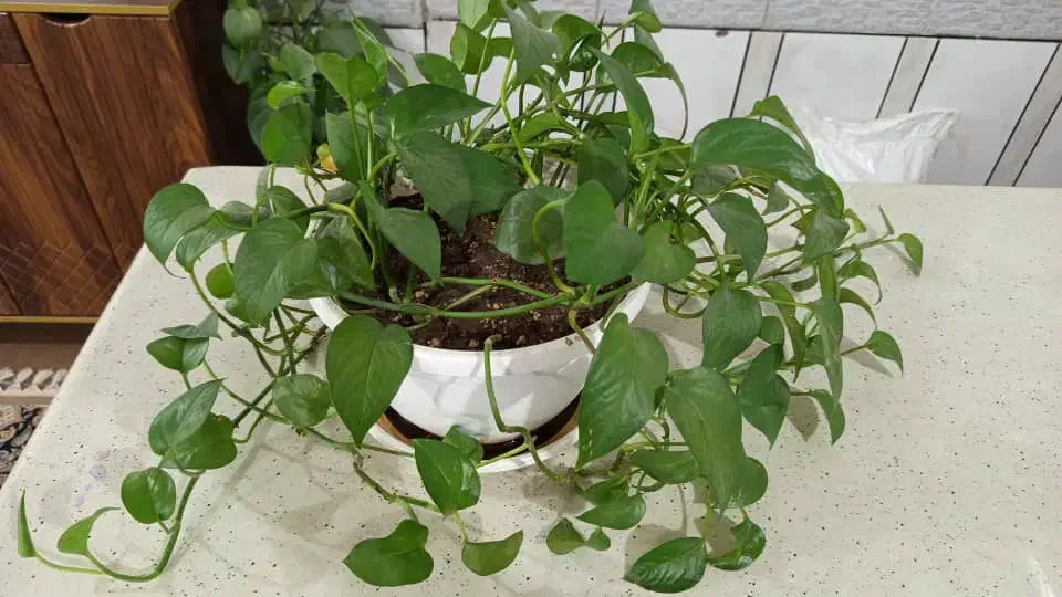 گل طبیعی|گل و گیاه طبیعی|دزفول, |دیوار