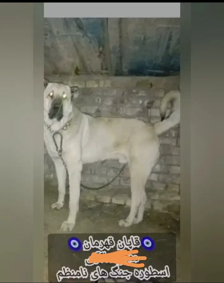 سرابی نر اصیل از نوه بزسر خاب|سگ|مشهد, میان ولایت|دیوار