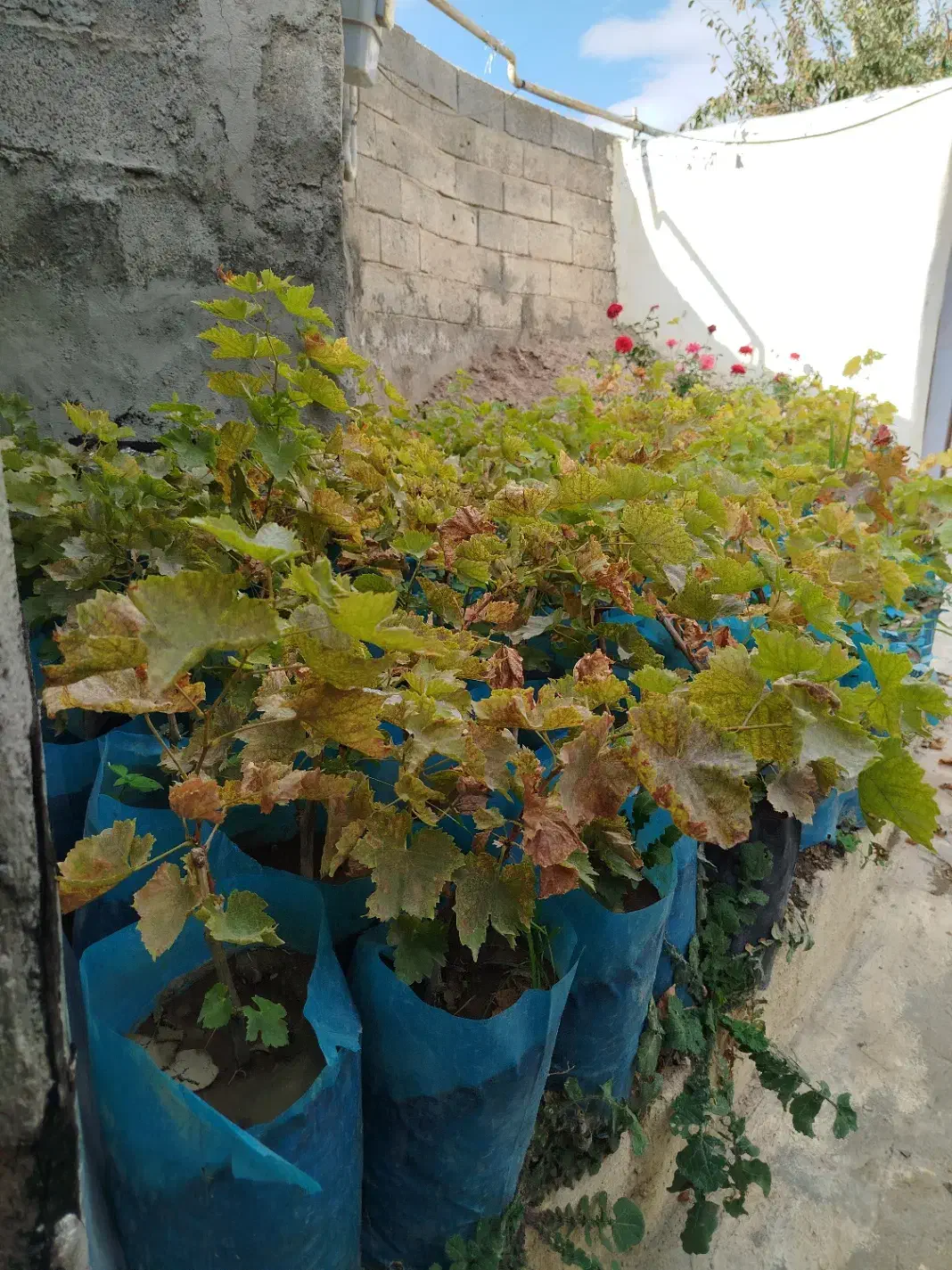 درختچه های انگور|گل و گیاه طبیعی|مشگین شهر, |دیوار