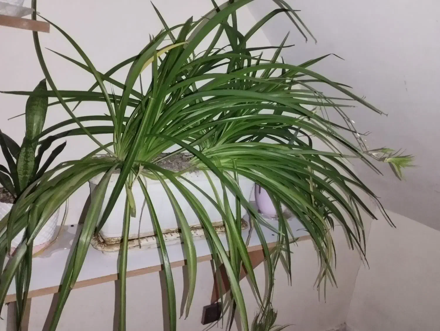 گل گندمی|گل و گیاه طبیعی|پرند, فاز ۲|دیوار