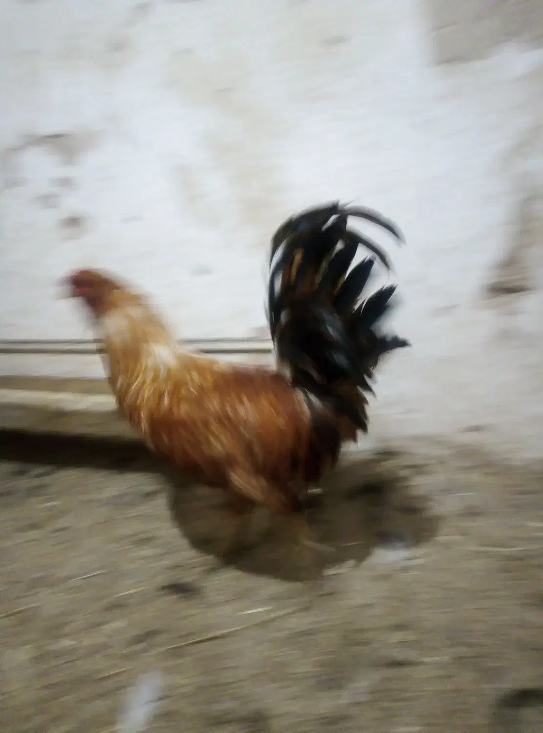 تخم مرغ گلین نطفه‌دار از مرغ‌های اصلی نژادهای اصلی|حیوانات مزرعه|قم, نوبهار|دیوار