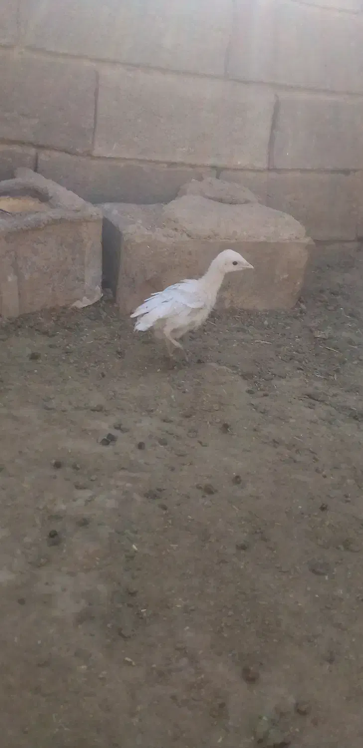 جوجه بوقلمون وجوجه مرغ کاکلی|حیوانات مزرعه|خواف, |دیوار