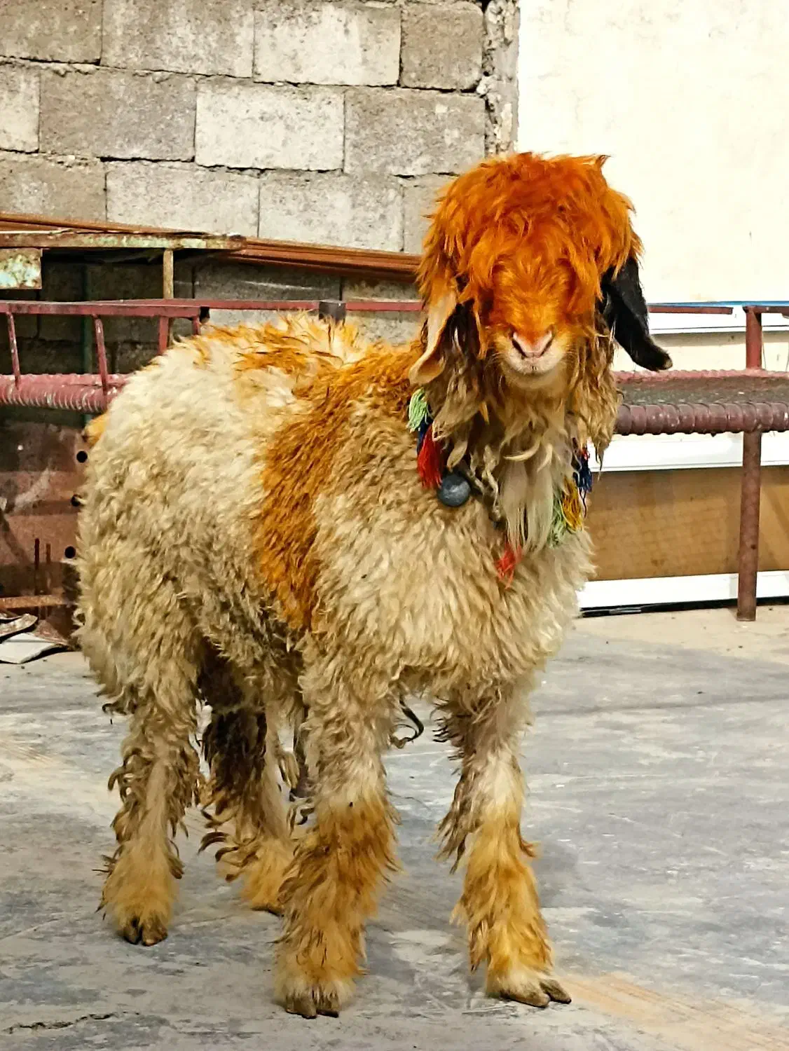 بره تخمی|حیوانات مزرعه|مسجد سلیمان, |دیوار