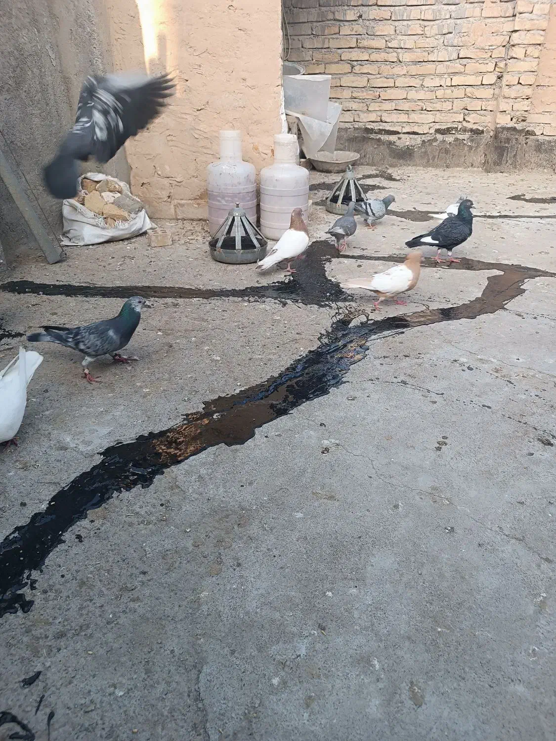 کبوتر|پرنده|مشهد, کوی ولیعصر|دیوار