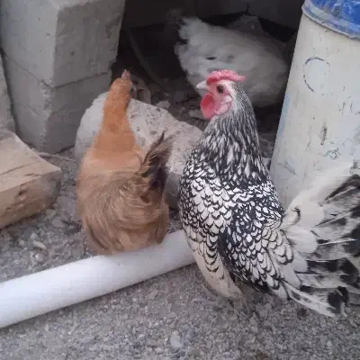 فروشی|ابزارآلات|زابل, |دیوار