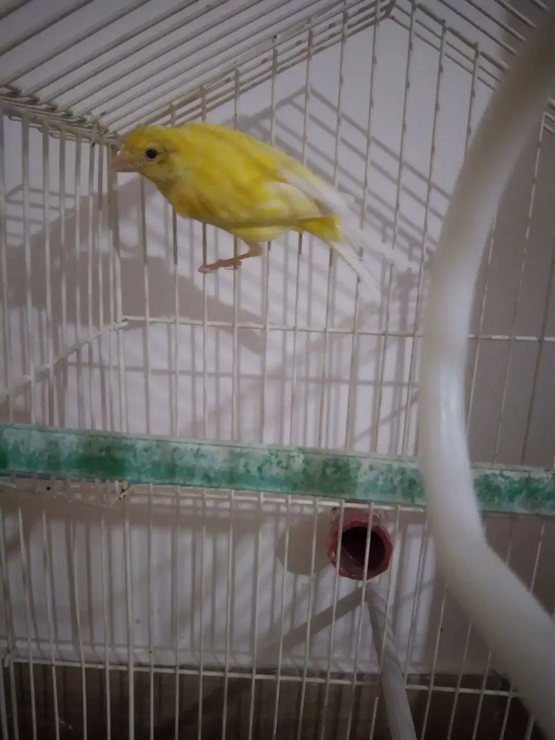 قناری بخون جوان و سرحال|پرنده|سهند, |دیوار