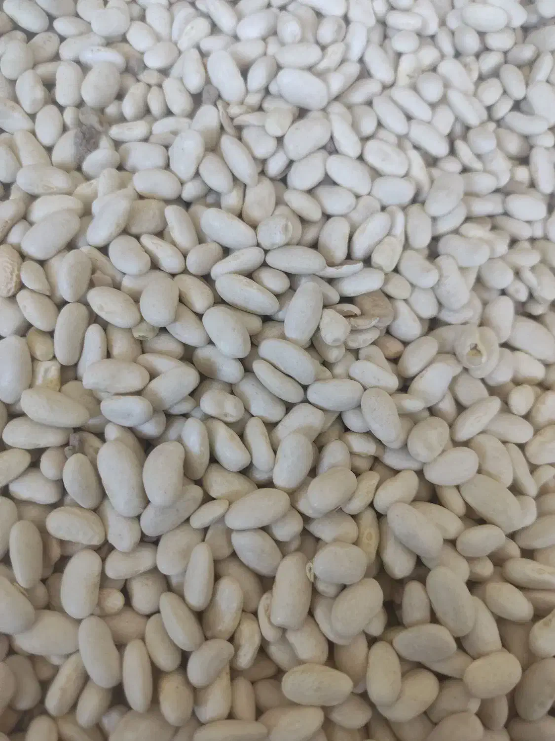 لوبیاسفید|خوردنی و آشامیدنی|ازنا, |دیوار