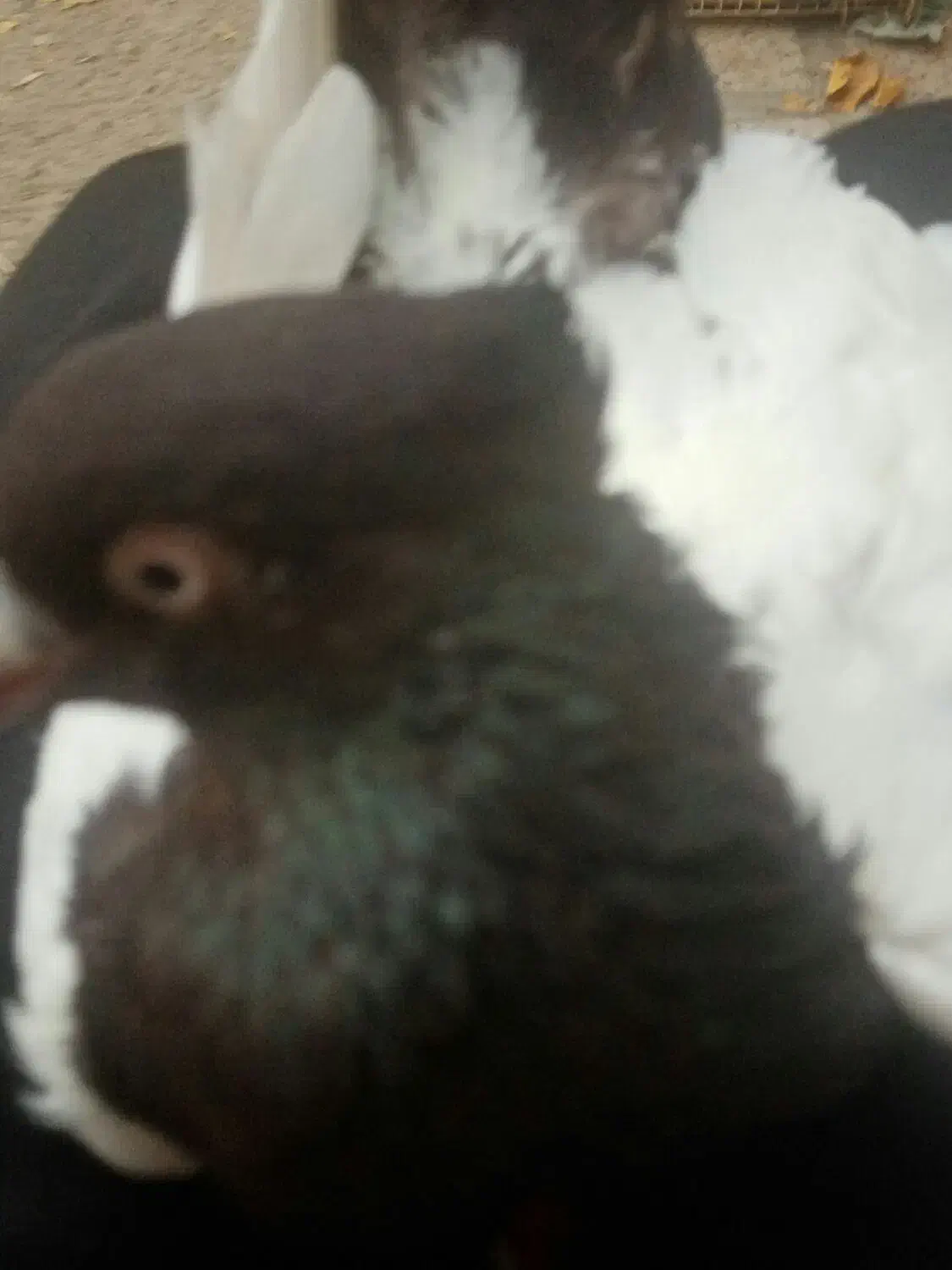 سینه نر|حیوانات مزرعه|مشهد, شهید شهریاری|دیوار