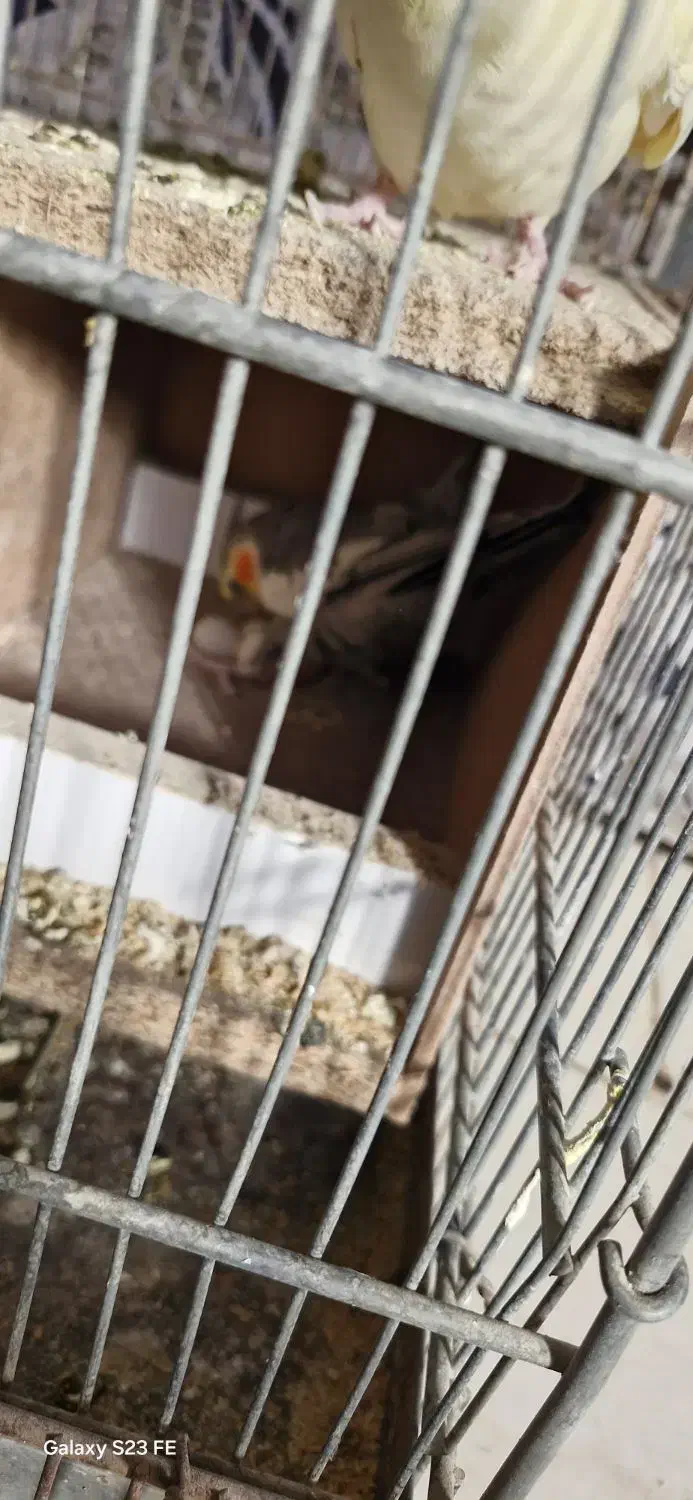 عروس هلندی|پرنده|شاهینشهر, امام حسین|دیوار