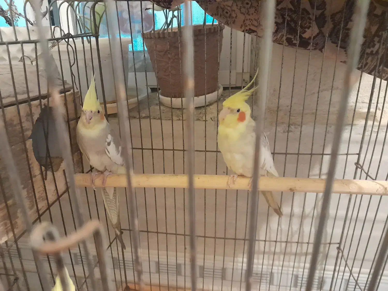 یه جفت عروس هلندی ابلغ|پرنده|چابهار, |دیوار