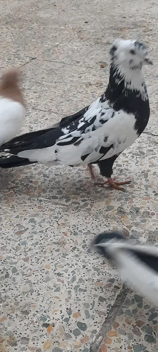 پرنده|پرنده|خرم‌آباد, |دیوار