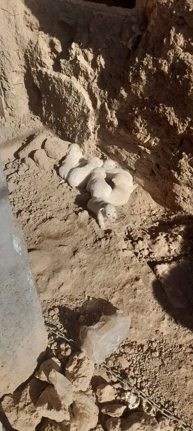 توله سگ پاکوتاه معاوضه باکبوترمفت زدم|حیوانات|کرمان, |دیوار