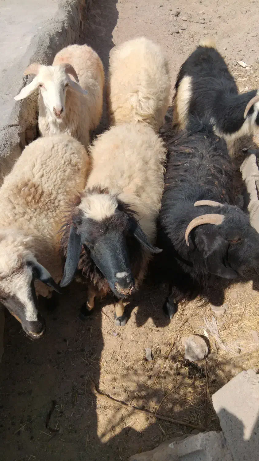 میش وبز|حیوانات مزرعه|درمیان, |دیوار